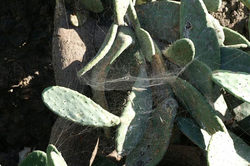 Cyrtophora_citricola_D3290_Z_78_Valle Gran Rey_Spanje.jpg